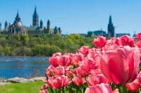 Tulips Ottawa Festival