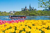 Tulips Ottawa Festival Parlaiment