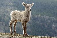Baby Goat Mount Evans