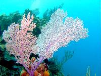 Bahamas Coral Reef Diving Scuba