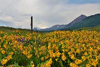 crested butte flowers