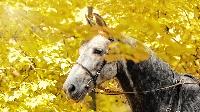 horse leaves autumn fall