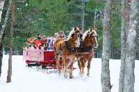 horse pulled sled new brunswick holidays