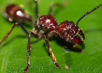 Bullet Ant