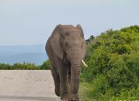 elephant south africa safari
