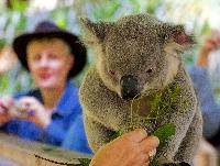 koala feeding