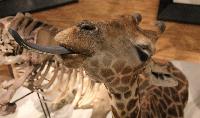 National Museum of Scotland animal giraffe