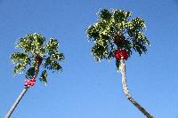 palm trees decorated christmas