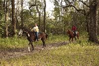 horses ocala marion county florida