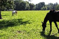 Ocala/Marion horses pasture