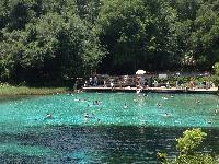 float swim river greenery forest ocala