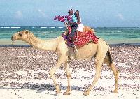 camel ride kenya