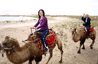 camel ride china