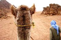 Camel Riding Egypt