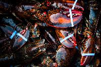 lobster prince edward island