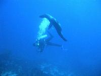 Diving with Seals