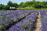 Ontario Tourism lavender field tractor farm rustic