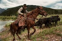 cowboy horse durango colorado