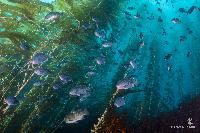 channel islands diving scuba underwater nature