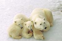 polar bears churchill
