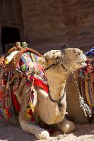 camel petra jordan