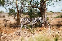 south africa zebra